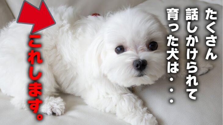 【大好き】飼い主にたくさん話しかけられて育った犬だけがする大好きの仕草【業界歴10年以上のプロが解説】