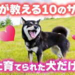 【しつけ】大切に育てられた愛犬だけが見せる10の仕草【完全版】