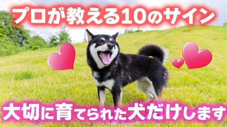 【しつけ】大切に育てられた愛犬だけが見せる10の仕草【完全版】