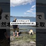 【コミュニケーション上手な犬　しつけ】　#12 冒険で感性をみがく