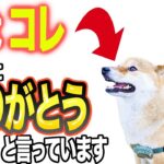 【完全版】犬が飼い主に見せる「ありがとう」の仕草12選【プロが解説】