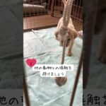 【コミュニケーション上手な犬　しつけ】#13 パピー期の過ごし方  最初の６つの注意点 /