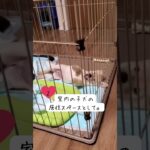 【コミュニケーション上手な犬　しつけ】#14 子犬 お迎え 初日  最初に揃えたいもの５選 /