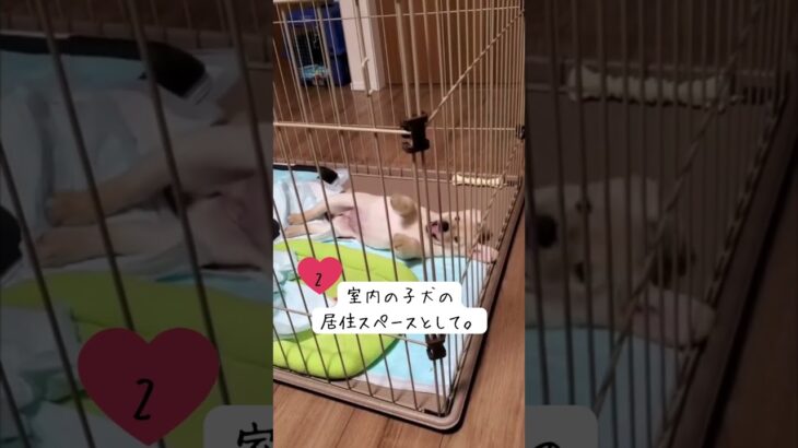 【コミュニケーション上手な犬　しつけ】#14 子犬 お迎え 初日  最初に揃えたいもの５選 /