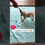 【コミュニケーション上手な犬　しつけ】#15 子犬 お迎え後 約１週間  最初の５つの注意点/