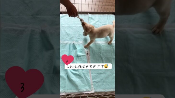 【コミュニケーション上手な犬　しつけ】#15 子犬 お迎え後 約１週間  最初の５つの注意点/