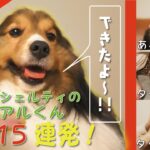 【シェルティ】賢いアルくんの犬芸（トリック）15選！【犬のしつけ】