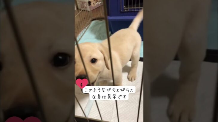 【コミュニケーション上手な犬　しつけ】#16 子犬 お迎え後 １~２週間  #ラブラドールレトリバー #犬飼いたい #puppy