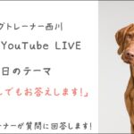 第18回ドッグトレーナーに相談できるYouTube配信【ワンコ・ワークス】今日のテーマは「？？？？？」