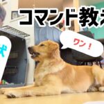 【しつけ】コマンドの教え方！3回で覚えてくれるゴールデンレトリバー！