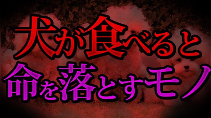 【超猛毒】犬が食べると命を落とすもの5選【危険】
