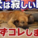 【しつけ】辛く寂しかる愛犬は必ずこの行動仕草をします【プロが断言する5つ】