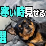 【危険あり】犬が寒い時に見せる、辛いと感じている仕草5選【気をつけて】