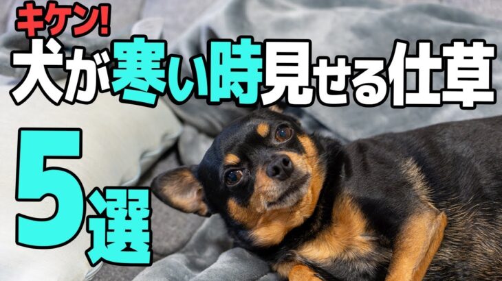 【危険あり】犬が寒い時に見せる、辛いと感じている仕草5選【気をつけて】