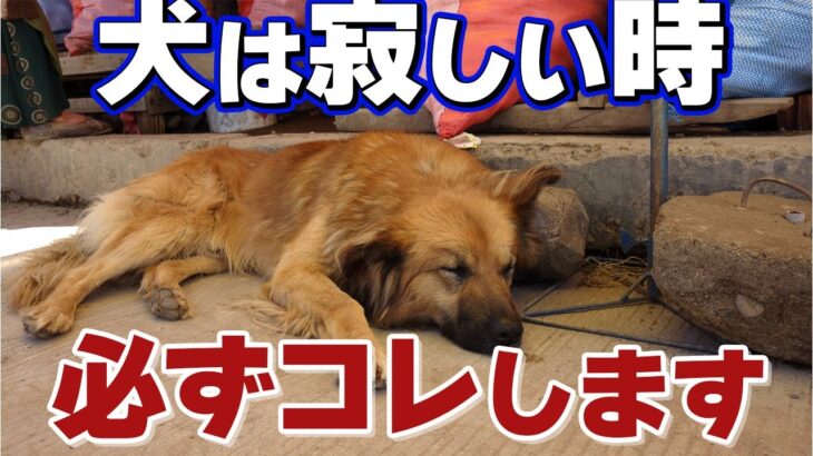 【しつけ】辛く寂しかる愛犬は必ずこの行動仕草をします【プロが断言する5つ】