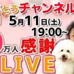 【犬のしつけ相談ライブ】アーカイブ/ありがとう！チャンネル登録60000人感謝ライブ