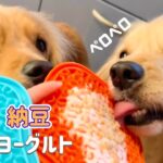 犬ご飯～納豆ヨーグルトを早食い防止皿であげたら夢中でペロペロ舐めてる！【ASMR】