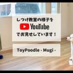 ［飼い主さんが学ぶしつけ教室］Day 11 – Mugi –