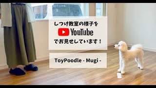 ［飼い主さんが学ぶしつけ教室］Day 11 – Mugi –