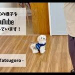 ［飼い主さんが学ぶしつけ教室］Day 2 – Tatsugoro –