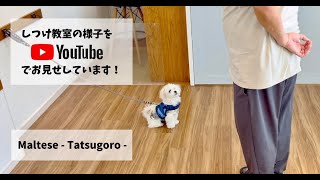 ［飼い主さんが学ぶしつけ教室］Day 2 – Tatsugoro –