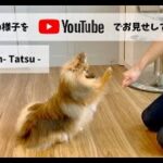 ［飼い主さんが学ぶしつけ教室］Day 4 – Tatsu –