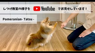 ［飼い主さんが学ぶしつけ教室］Day 4 – Tatsu –