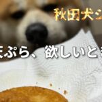 【秋田犬　セルフでしつけ？】自分から・・・初めての天ぷらが欲しくて　I do what I’ve learned for Tempura