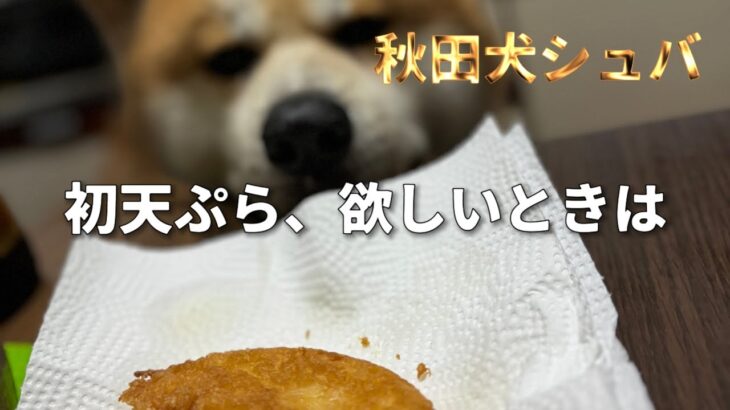 【秋田犬　セルフでしつけ？】自分から・・・初めての天ぷらが欲しくて　I do what I’ve learned for Tempura