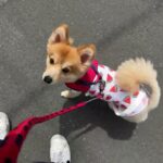 MIX犬の”コタロウくん”と散歩トレーニング！