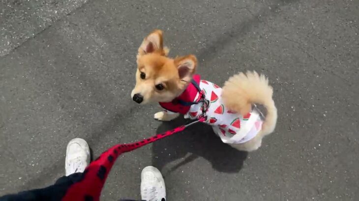 MIX犬の”コタロウくん”と散歩トレーニング！