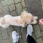 MIX犬の”ジャムちゃん”と散歩トレーニング！