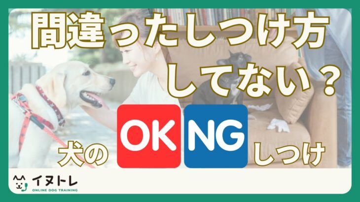 【犬のしつけNG行為】間違った叱り方