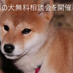 犬の無料相談会　２回目になります。毎月続けれたらと思います。何回来てくれてもOK 楽しい犬の訓練しつけ話しましょう (^^)/