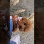 この変わりよう #animals #dog #toypoodle #shortvideo #shorts #トイプードル #犬 #散歩 #パピー #しつけ #トイプー