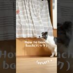 【初級トリック】back(バック) クリッカーを使用した教え方　#犬#ボーダーコリー #しつけ#クリッカー#犬芸#dog#bordercollie#tricks