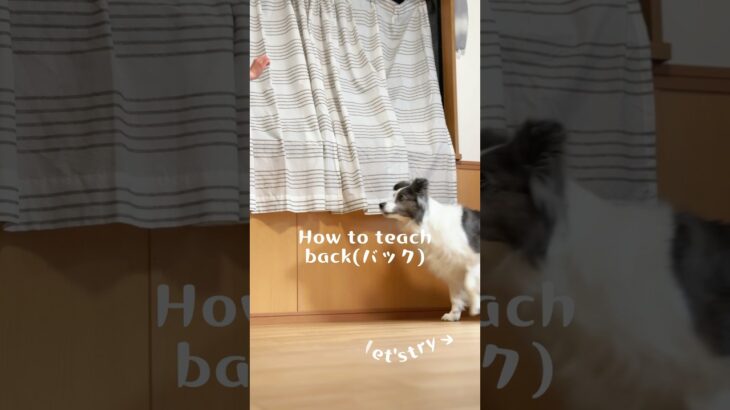 【初級トリック】back(バック) クリッカーを使用した教え方　#犬#ボーダーコリー #しつけ#クリッカー#犬芸#dog#bordercollie#tricks