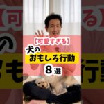 犬のおもしろ行動あるある行動の意味は？ #犬のしつけ #dog #犬のいる暮らし