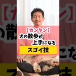 【簡単！】犬の散歩が上手になるスゴイ極意 #犬のしつけ #dog #犬のいる暮らし