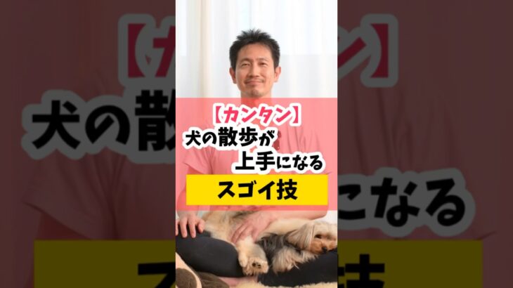 【簡単！】犬の散歩が上手になるスゴイ極意 #犬のしつけ #dog #犬のいる暮らし