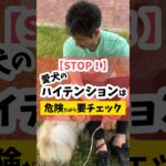 愛犬のハイテンションは危険！要チェック！ #犬のしつけ #dog #犬のいる生活