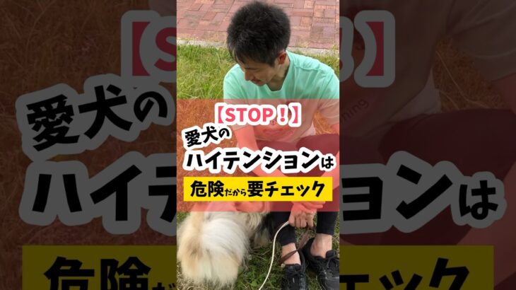 愛犬のハイテンションは危険！要チェック！ #犬のしつけ #dog #犬のいる生活