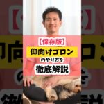 【保存版】仰向けゴロン（ひっくり返し）のやり方徹底解説！ #犬のしつけ #犬のいる生活  #dog