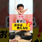 【危険】愛犬に「お手」は教えるな？！#犬のしつけ #犬のいる暮らし #dog