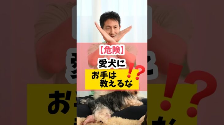 【危険】愛犬に「お手」は教えるな？！#犬のしつけ #犬のいる暮らし #dog