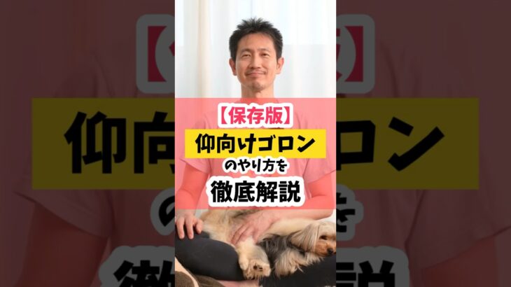 【保存版】仰向けゴロン（ひっくり返し）のやり方徹底解説！ #犬のしつけ #犬のいる生活  #dog