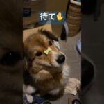 【大好物の骨クッキー】#犬 #dog #いぬ #しつけ #feed