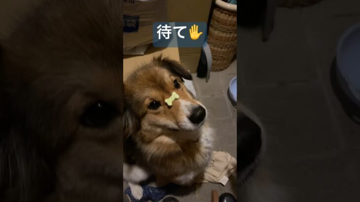 【大好物の骨クッキー】#犬 #dog #いぬ #しつけ #feed