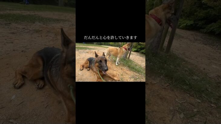 経験が大切です #doglibre #ドッグトレーニング #犬のしつけ #シェパード