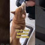 痒みが撮れない柴犬さんのトイレ出しトレーニング　#犬のしつけ #dogtraining #dogshorts